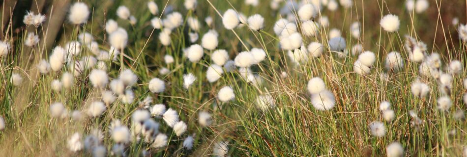 pretty dandelions, cover image for an anonymous letter pen pal on safar-e-adab