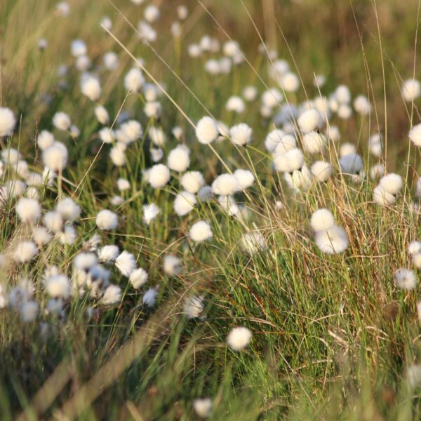 pretty dandelions, cover image for an anonymous letter pen pal on safar-e-adab